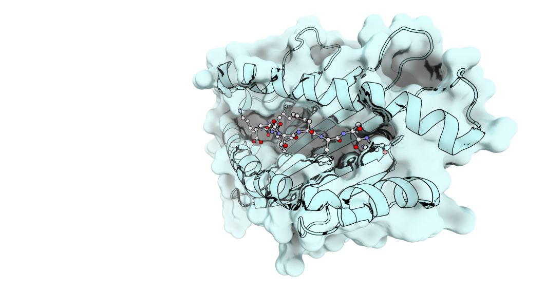 Peptide MHC